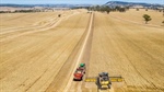 False dawn? Why Black Sea peace hopes are rattling the global wheat market