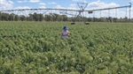 Impressive Dumaresq River irrigation farm a versatile performer