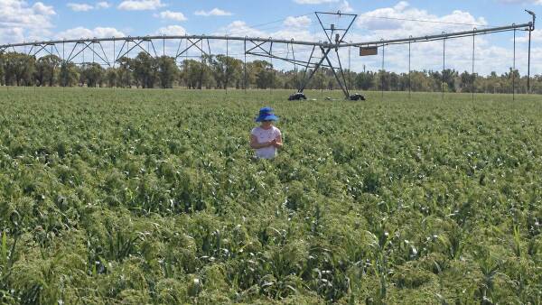 Impressive Dumaresq River irrigation farm a versatile performer