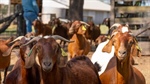 Episode 3 analysis: US market remains the anchor as goat exports pull back
