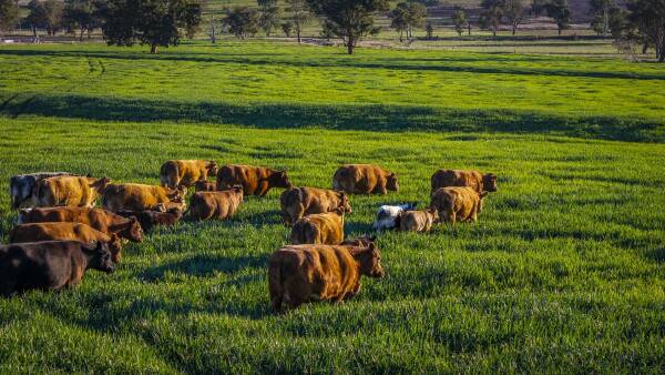 St Eloi a quality cattle, cropping property with arable country | Video