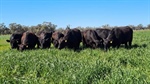 Lawson's Cobwell Station an exceptional beef breeding powerhouse | Photos