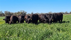 Lawson's Cobwell Station an exceptional beef breeding powerhouse | Photos