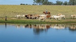 Substantial grazing property featuring quality cattle country | Video
