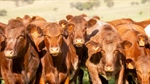 'Nothing's about to fall over': cattle levy review unearths funding deficit