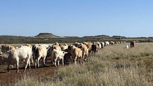 See what low-cost western Queensland cattle country looks like | Photos