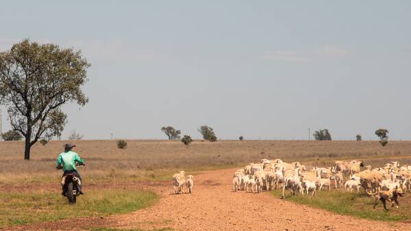 This could hurt. US lamb sector wants to double its remaining market share