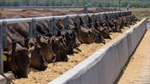 Turbulence warning for beef exports to Japan: will it crunch Aussie sales?