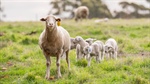 'They just kill it': ewe lamb joining is 'highly profitable' if done right