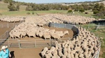 As spring sheep yardings climb in southern states, lamb prices persist